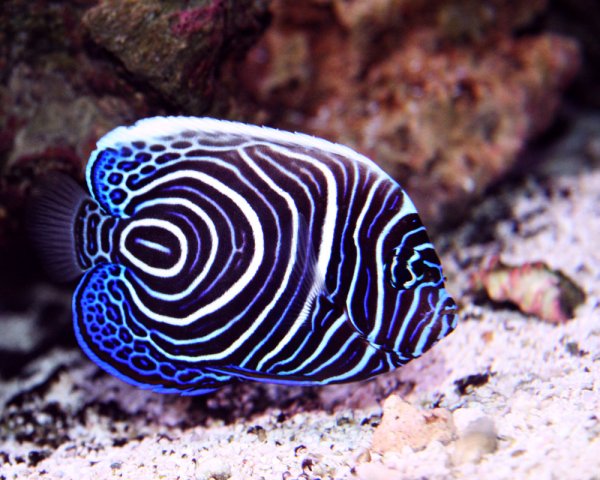 Pomacanthus Imperator