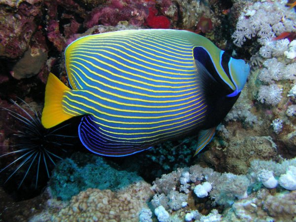 Pomacanthus Imperator