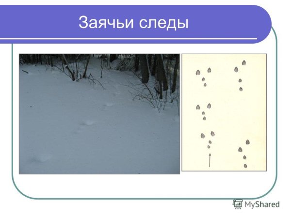 Как выглядят заячьи следы