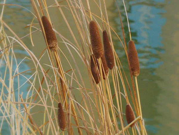 Рогоз узколистный (Typha angustifolia)