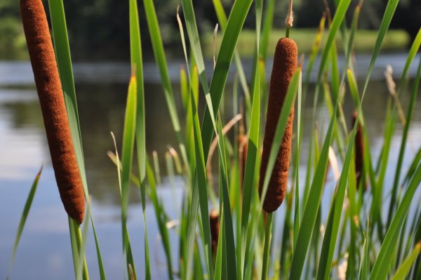 Рогоз узколистный (Typha angustifolia)