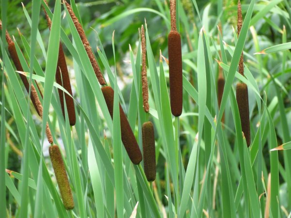Рогоз Typha latifolia