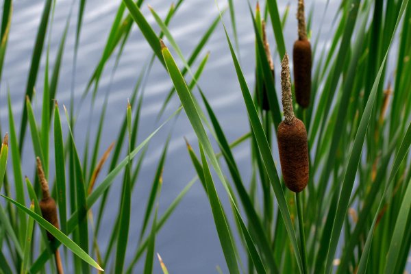 Рогоз узколистный (Typha angustifolia)