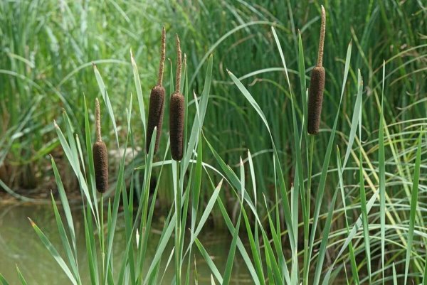 Рогоз Typha latifolia