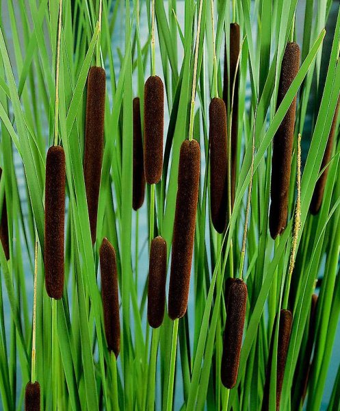 Рогоз узколистный (Typha angustifolia)