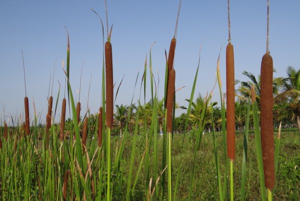 Рогоз узколистный (Typha angustifolia)