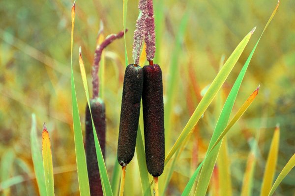 Рогоз Typha latifolia