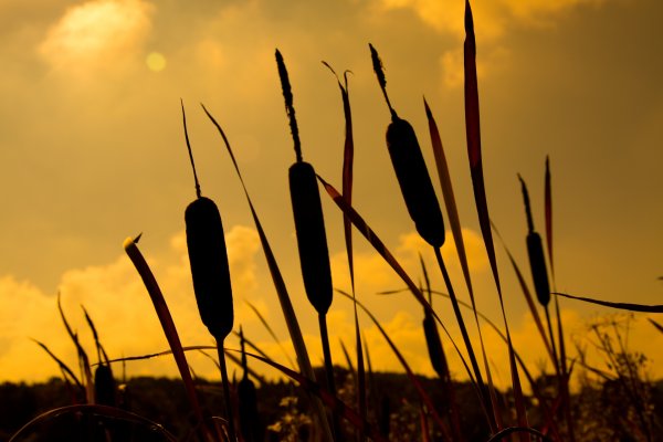 Рогоз (Typha l. )