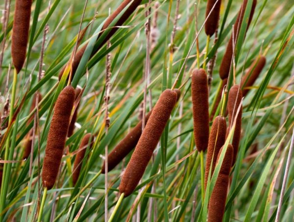Рогоз Typha