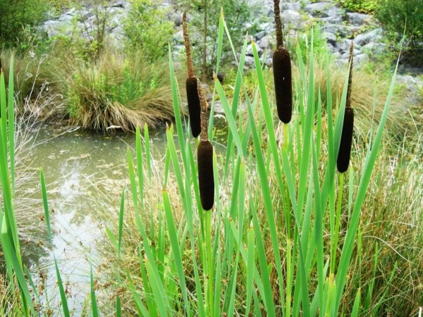 Рогоз Typha angustifolia