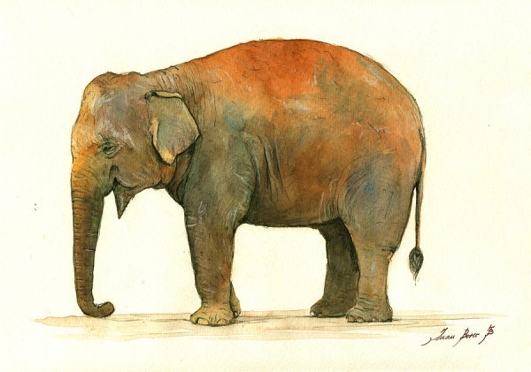 Картинки слон сзади (46 фото)