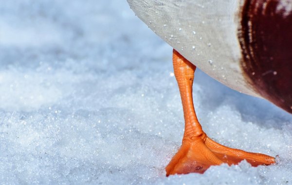 Лапы водоплавающих птиц
