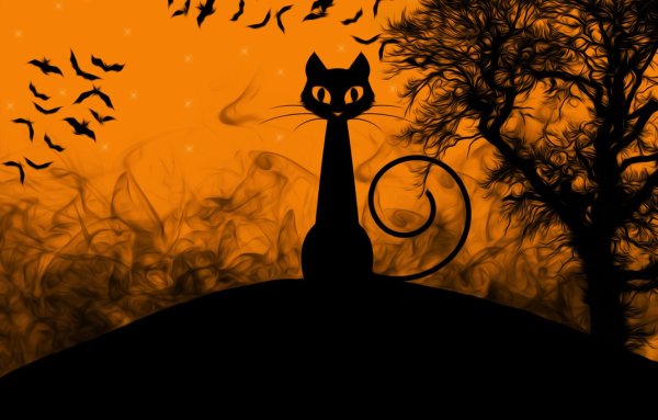 Черный кот Хэллоуин