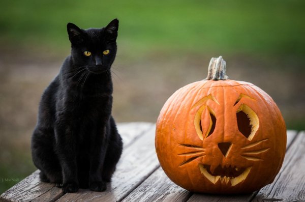 Халовин кот
