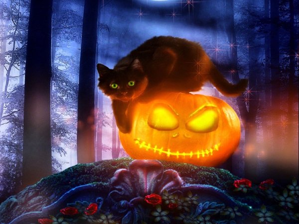 Хэллоуин кошка