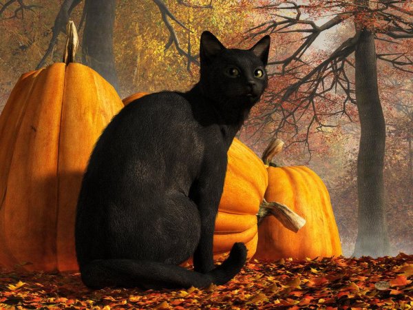 Черная кошка на Хэллоуин