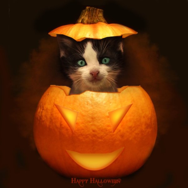 Кот Хэллоуин