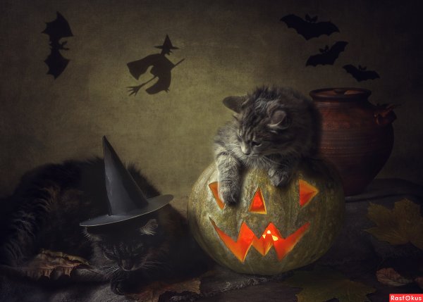 Котенок в ведьминской шляпе
