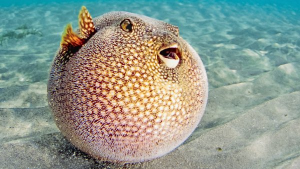 Pufferfish 1.19