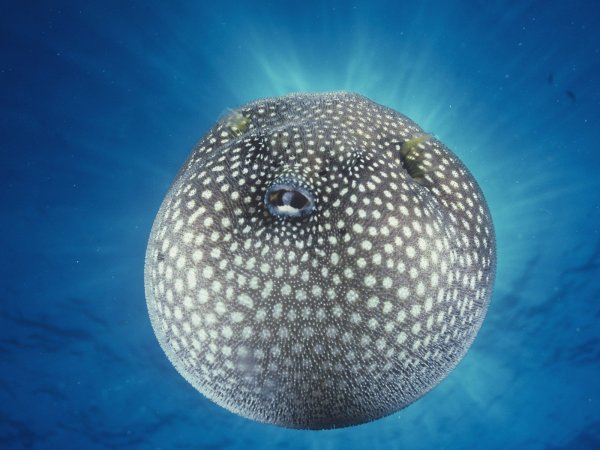 Puffer Fish рыба