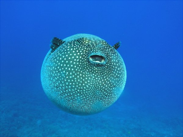 Puffer Fish рыба