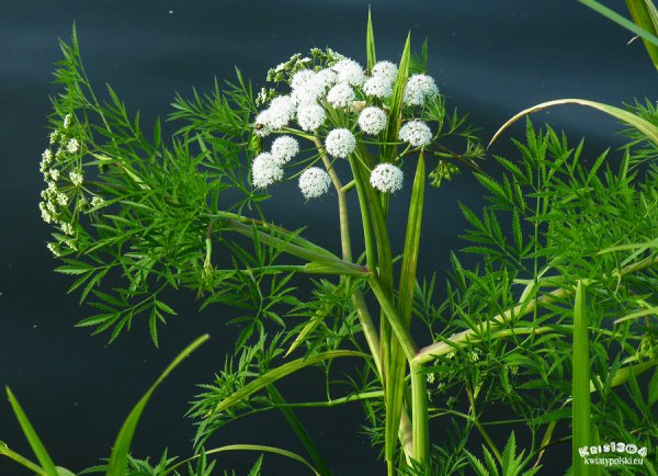 Вёх ядовитый (цикута)