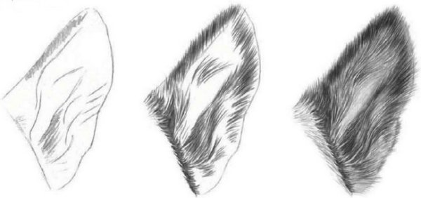 Волчьи уши рисование