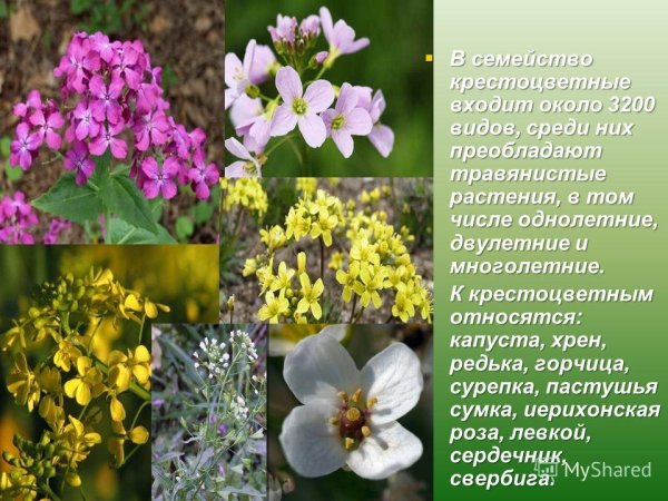 Капуста крестоцветные цветок