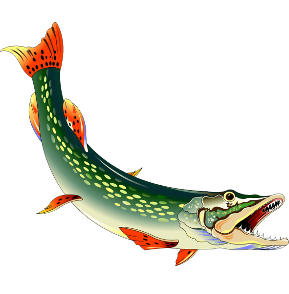 Щука на прозрачном фоне