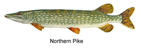 Рыба щука