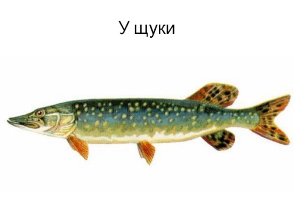 Щука на белом фоне