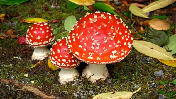 Мухомор для дошкольников