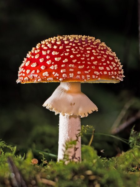 Agaricus muscarius — красный мухомор