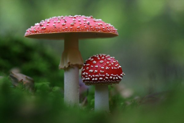 Грибы Аманита Мускария
