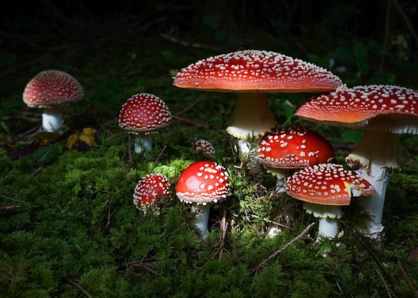 Мухомор Amanita muscaria