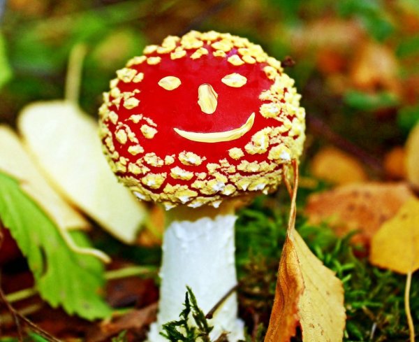 Самые красивые ядовитые грибы
