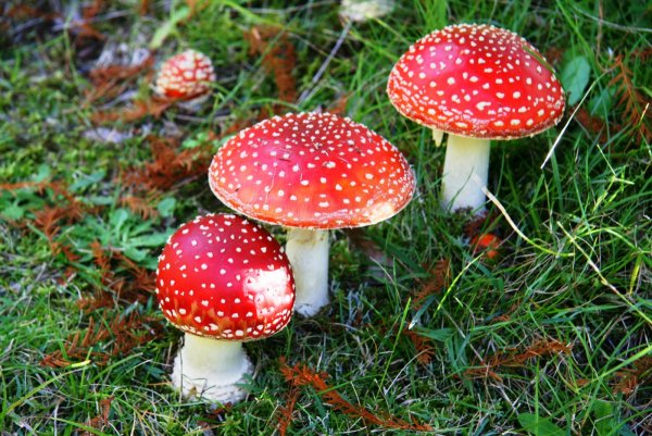 Мухомор Аманита Мускария