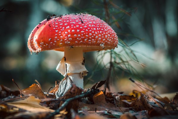 Мухомор живой