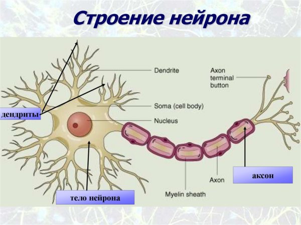 Нейрон. (Строение + рисунок. Что образуют)