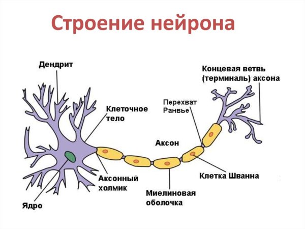 Схема строения нейрона
