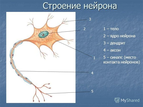 Нервная ткань дендрит строение
