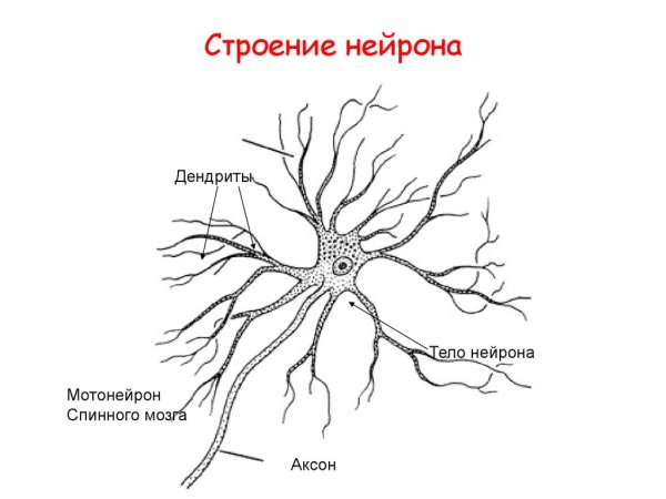 Строение нейрона схема анатомия