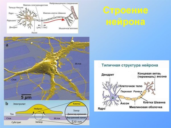 Миелиновой оболочкой дендрит Аксон
