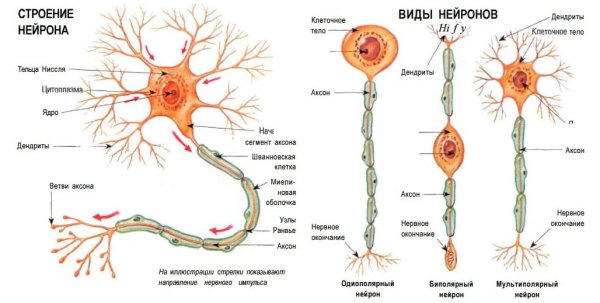 Схема строения нейрона
