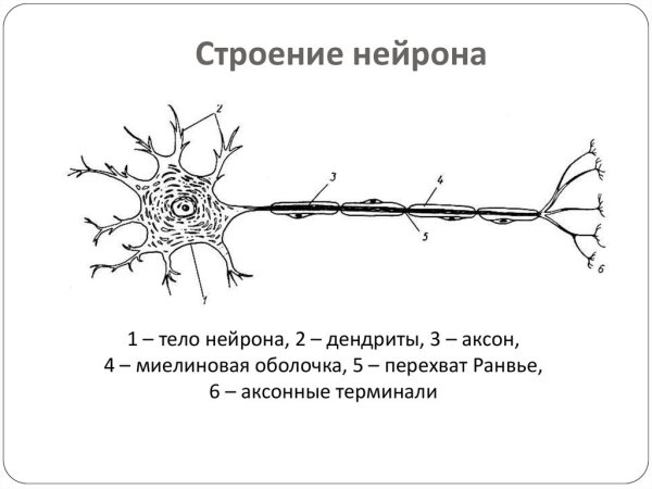 Строение нейрона. Отростки. Дендрит