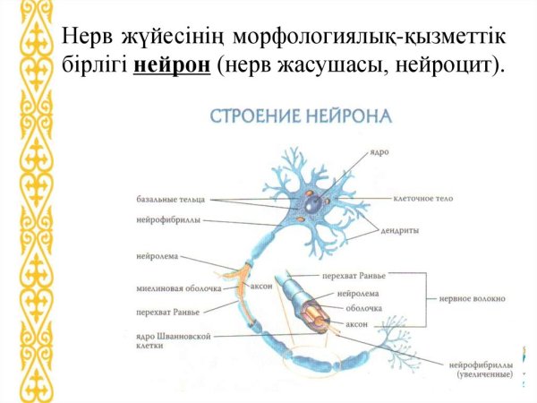 Строение нейрона анатомия человека