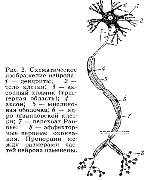 Строение нейрона анатомия