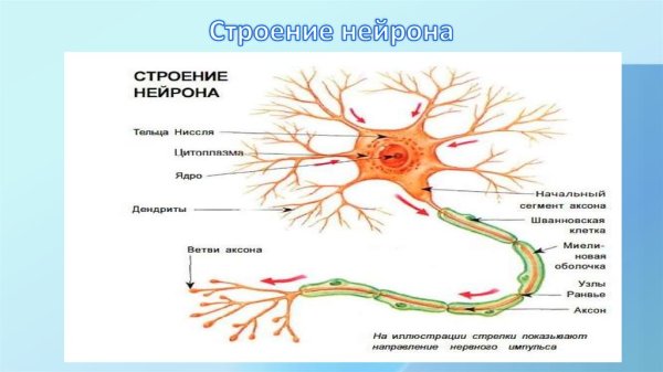 Строение нейрона схема анатомия
