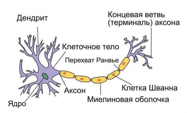 Субклеточное строение нейрона
