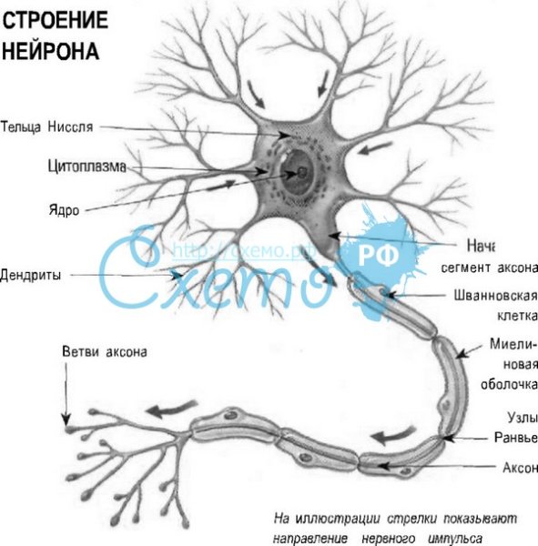 Схема строения нейрона гистология